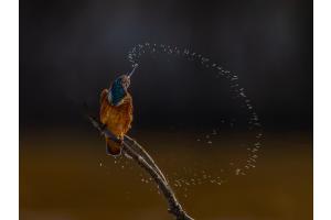 Eisvogel im Gegenlicht Eisvogel im Gegenlicht