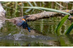 Eisvogel beim Fischen Eisvogel beim Fischen