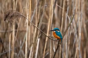Eisvogel