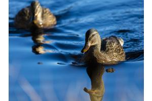Enten im Abendlicht