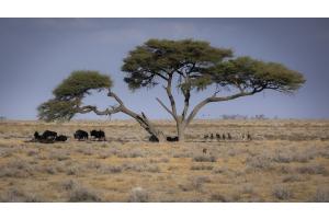 Begehrt im Etosha NP Begehrt im Etosha NP