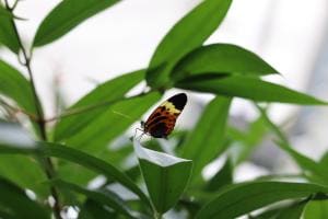 Schmetterling auf einem Blatt Schmetterling auf einem Blatt