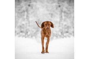 Bailey im Schnee
