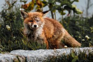Foxy baby !
