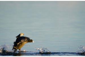 Es geht wild zu und her bei den Blässhühnern