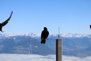 Ein Vogel fliegt zum anderen