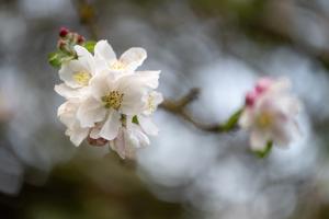Apfelblüte