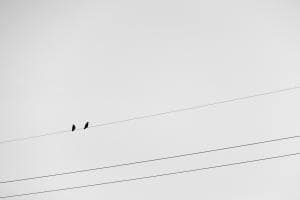Ein Vogel auf dem Drahtseil
