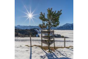 Föhre mit Sonnenstern Föhre mit Sonnenstern
