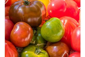 Tomaten in allen Farben