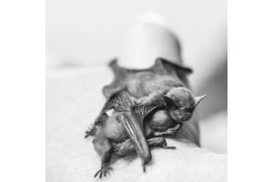 Fledermaus Geschwisterliebe