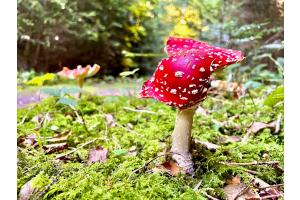Herbstzeit ist Pilzezeit Herbstzeit ist Pilzezeit