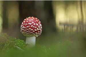 Fliegenpilz Fliegenpilz
