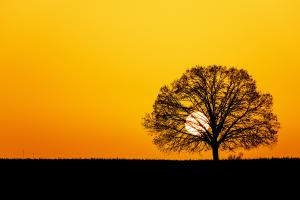 Hinter dem Baum Hinter dem Baum