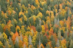 Herbstfarben im Wald bei "La Dôle", schweizer Jura, Kanton Waadt