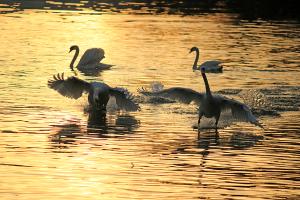 Schwäne am Genfersee 