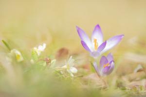 Frühling im Garten