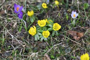 Frühling