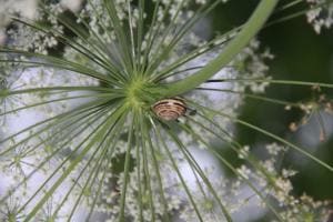 Schnecke unterm Schirm