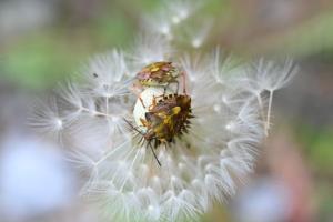 Insekten Insekten
