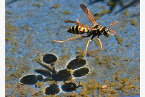 Wespe Wespe