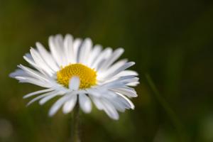 Kleine Sonne im Garten