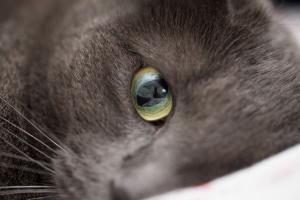 Starry eyes