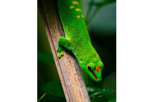 Gecko