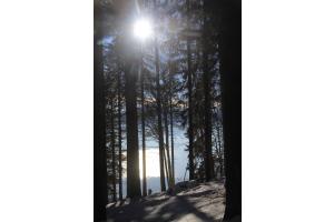 Im Wald Im Wald