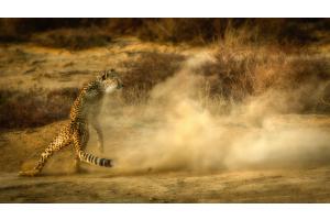 Gepard beim Jagen
