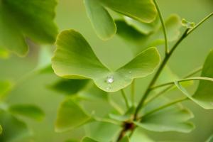 Ginkgo mit Wassertropfen
