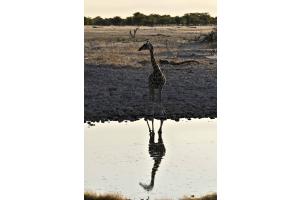 Giraffe isoliert