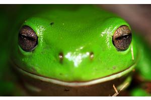 Grinsfrosch Grinsfrosch