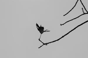 Herbstblatt Herbstblatt