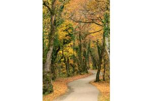 Strasse im Wald im Herbst