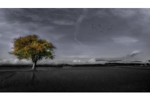 Herbstbaum