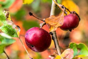 im Garten