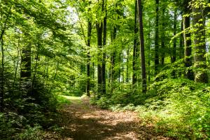 Waldweg
