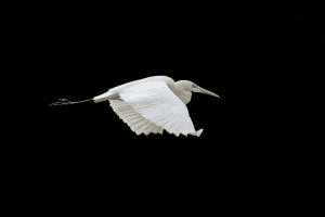 Silberreiher Silberreiher