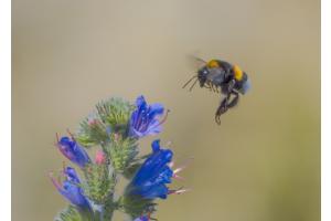 Hummel Hummel