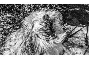 Hundi schüttel dich