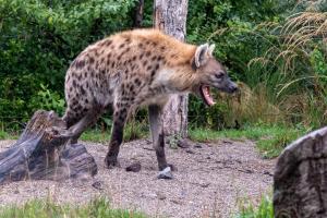 Tüpfelhyäne im Zoo Zürich Tüpfelhyäne im Zoo Zürich
