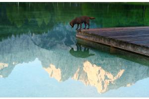 Wo ist der Fisch hin?