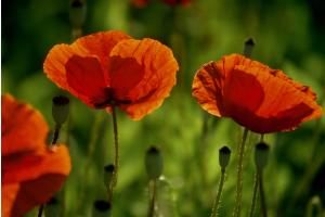 Mohn