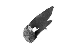 Schattenblatt - Blattschatten Schattenblatt - Blattschatten
