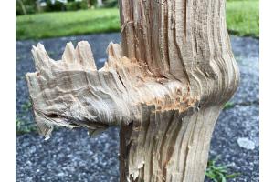Holzscheit mit Ast