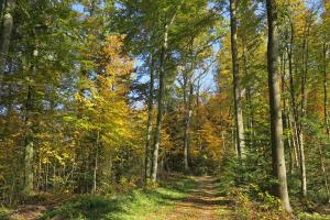 Farbiger Herbstwald Farbiger Herbstwald