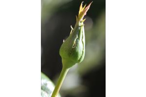 Verspätete Rosenknospe - oder: auch der Sommer kann Frühlingsimpressionen hervorzaubern!