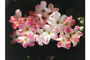 Rosen