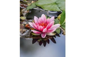 Seerose im Oktober